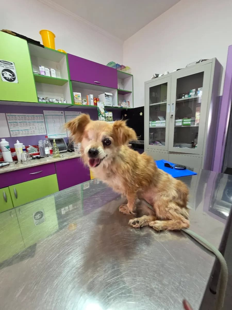 Lola, a rescue dog found on the street